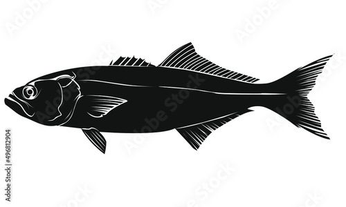Bluefish Silhouette Fishing Angler Fisherman Vector Illustration Pomatomus Saltatrix Fish  photo