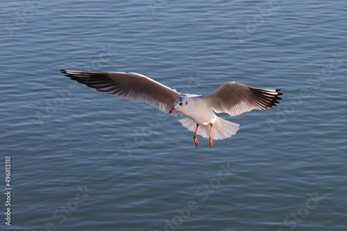 Seagull bird flying over the blue sea. Color wildlife photo. 