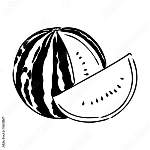 Hand drawn vector illustration - watermelon . Design elements in sketch style watermelon vector sketch
