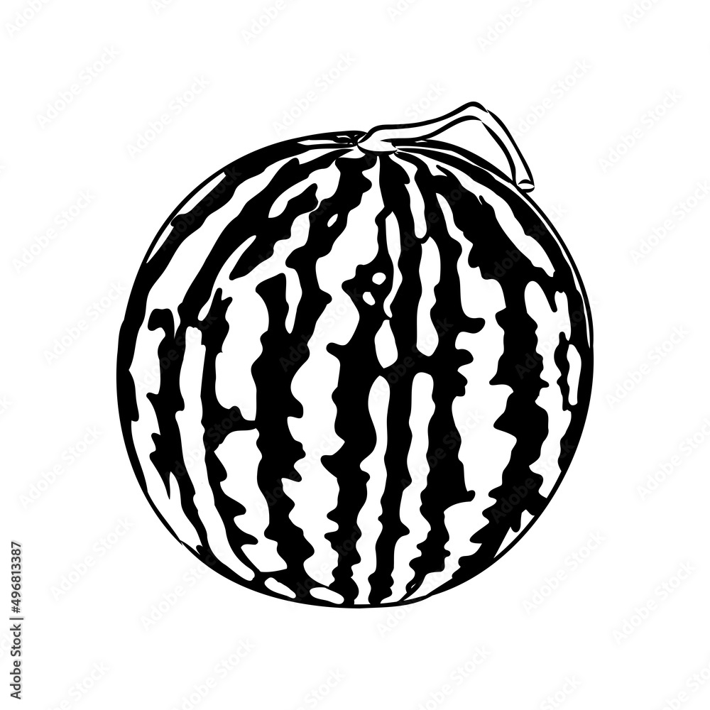 Hand drawn vector illustration - watermelon . Design elements in sketch style watermelon vector sketch Hand drawn vector illustration - watermelon . Design elements in sketch style watermelon vector sketch