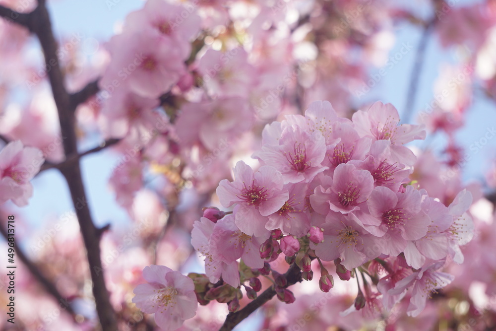 Obraz premium 桜