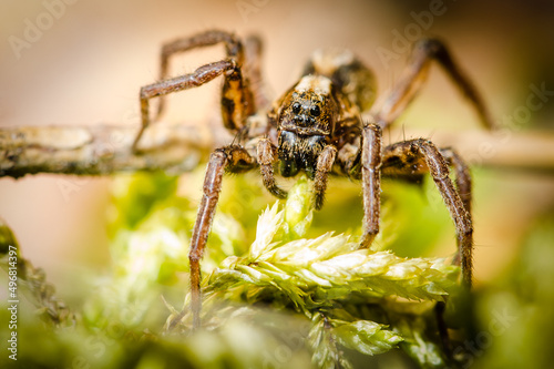 Fotografiet Closeup of a Alopecosa spider standing on a green leaf