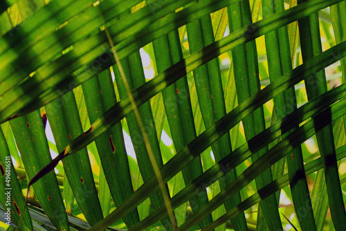 bamboo background