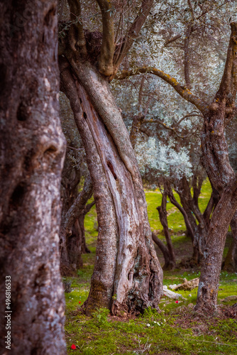 tree trunk