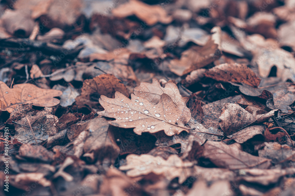 Dew drops on dry oak leaves lying on the ground. Autumn forest. Mushroom season. Dew drops on dry oak leaves lying on the ground. Autumn forest. Mushroom season.