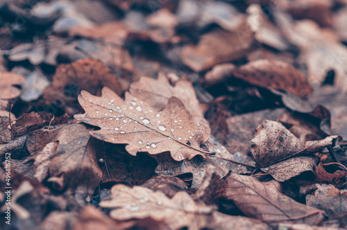 Dew drops on dry oak leaves lying on the ground. Autumn forest. Mushroom season.