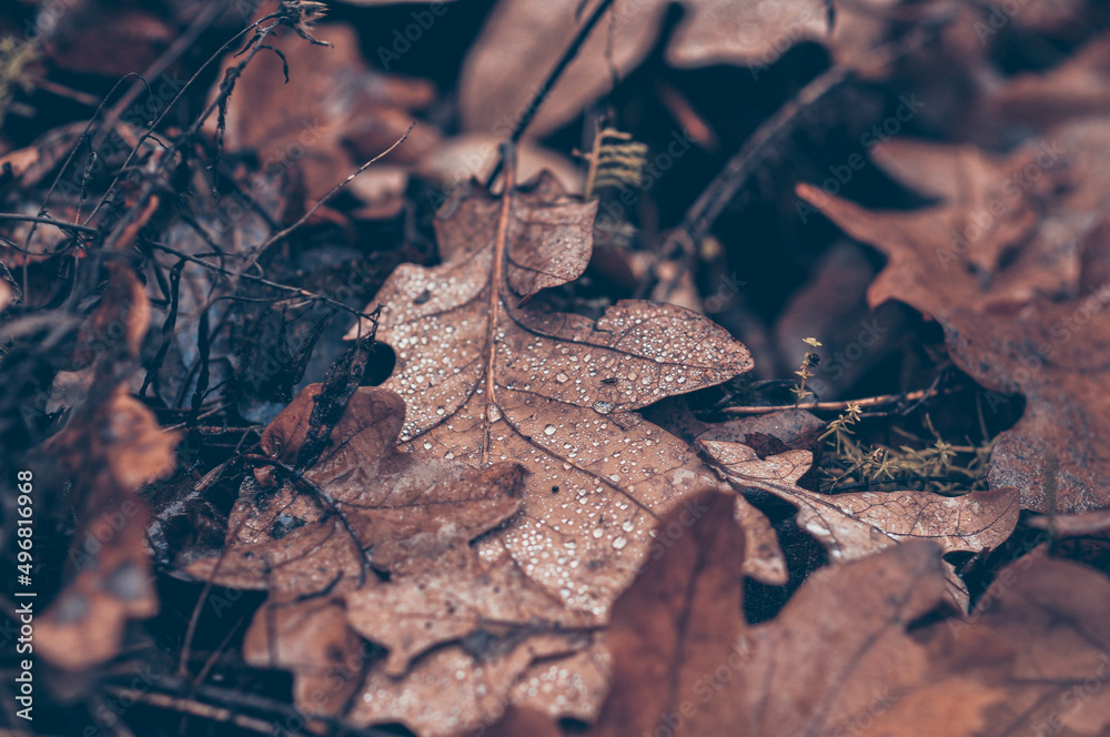 Dew drops on dry oak leaves lying on the ground. Autumn forest. Mushroom season.