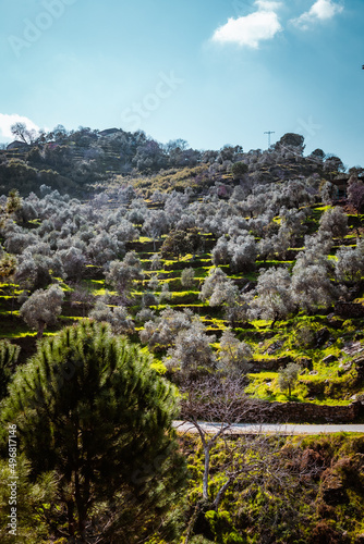 Olive tree forest