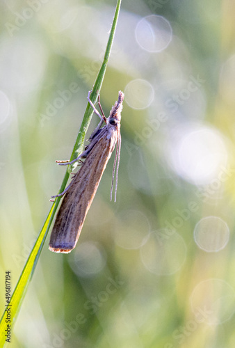 Closeup shot of  the meadow grasshopper (Pseudochorthippus parallelus) on the leaf photo
