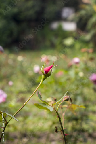 Vertical shot of the beautiful flower buds blooming in the garden photo