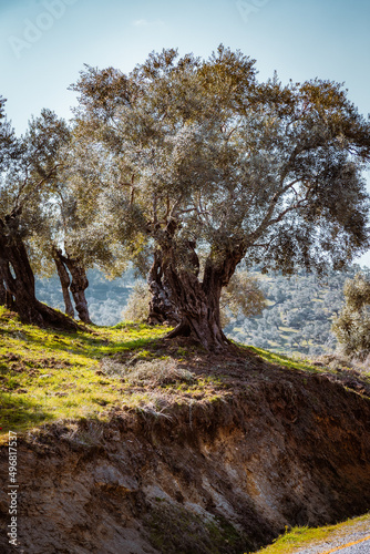 Olive trees