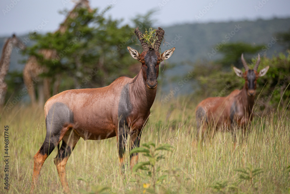 Topi, antelope in the bush looking at camera. African wildlife Topi, antelope in the bush looking at camera. African wildlife