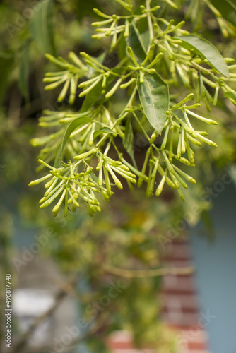 Vertical closeup shot of the Cestrum Nocturnum or Jasmine in the garden photo