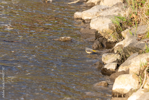 Shot of a Gray Wagtail on water surface next to stones photo