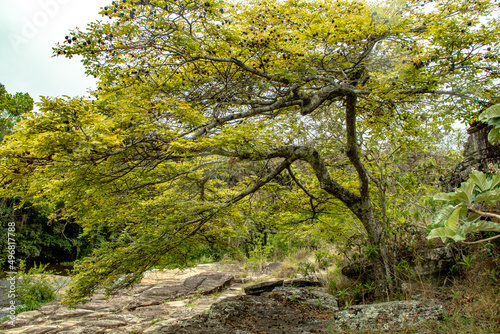 Fototapeta Naklejka Na Ścianę i Meble -  Natural landscape in the city of Carrancas, State of Minas Gerais, Brazil