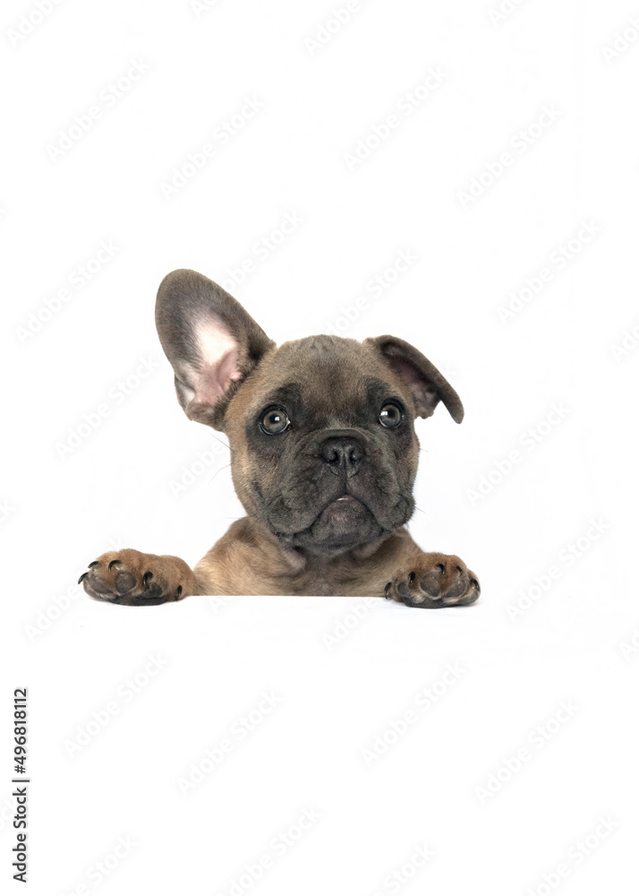 puppy placard isolated