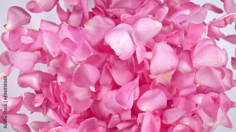 Super slow motion shot of flying pink rose petals towards camera on white background at 1000 fps. Super slow motion shot of flying pink rose petals towards camera on white background at 1000 fps.