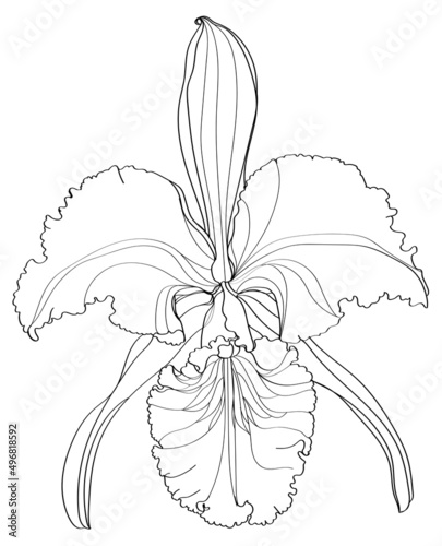 illustration of a flower