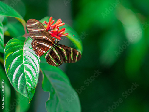 Macro shot of a heliconius charithonia on a red flower with text space photo