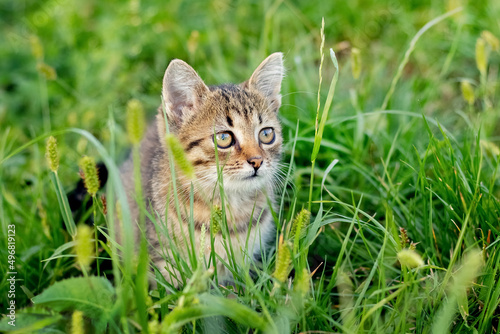 A small striped kitten sits in the garden among the tall grass