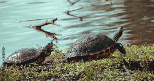 Two yellow-bellied slider turtles (trachemys scripta) near the river