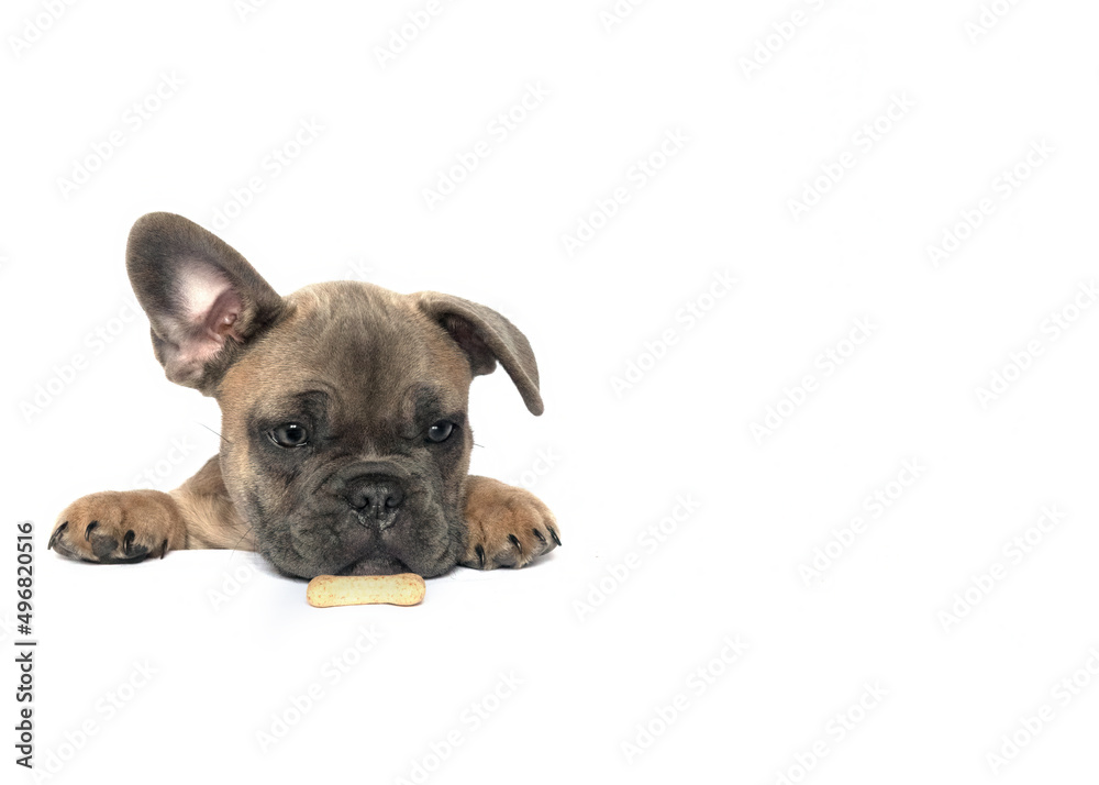 puppy  food placard