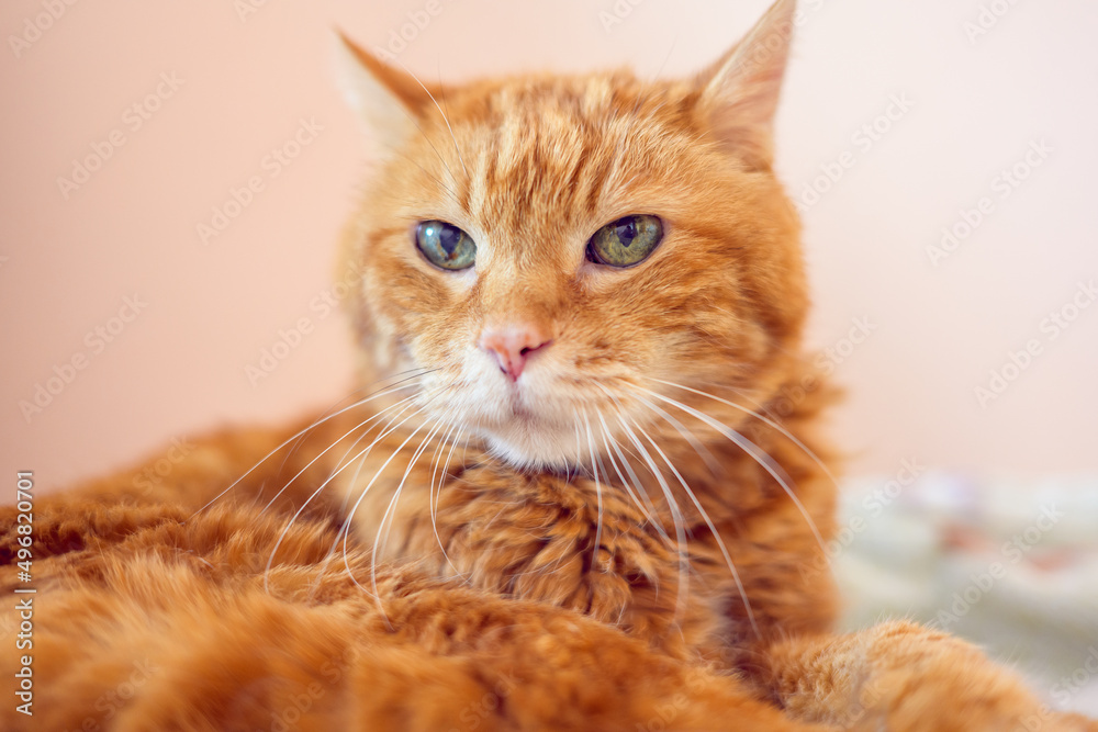 Lovely red cat. Soft focus. Lovely red cat. Soft focus.