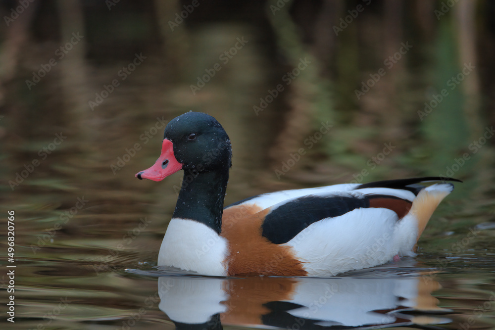 Common shelduck with its reflection in the water. Common shelduck with its reflection in the water.