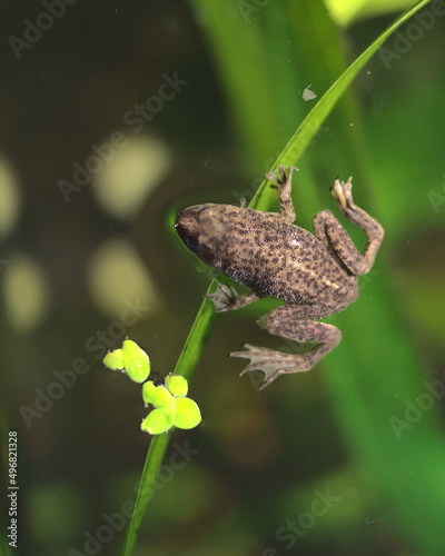 Closeup of an African Dwarf Frog swimming in the lake photo