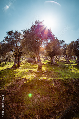 Olive tree autumn in the park