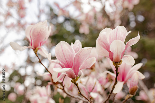Close Up of Magnolia Flowers. Perfect Spring Concept Background © яна винникова