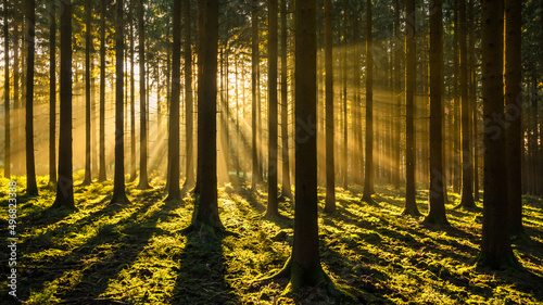 Mesmerizing view of a dense forest at sunset in Geisberg near Schuttertal-Schweighausen photo