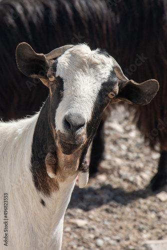 Closeup frontal shot of the brown and white goat face photo