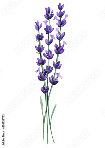 lavender wildflowers  watercolor illustration  flower isolated white background