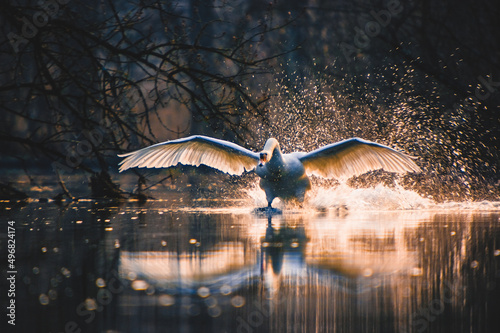 Fotomurale Mesmerizing view of a graceful swan in flight