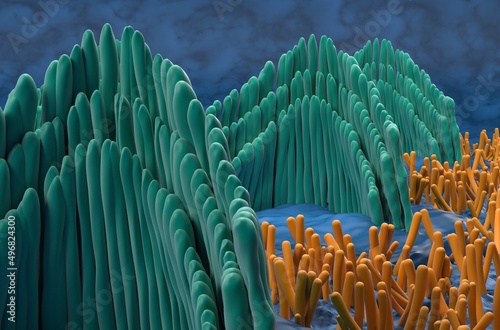 Inner ear hair cells in the vestibular system - closeup view 3d illustration