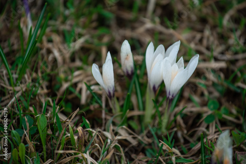 white crocus flower