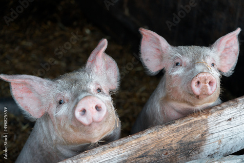 Fotografie Closeup of beautiful pigs on a farm on a sunny day