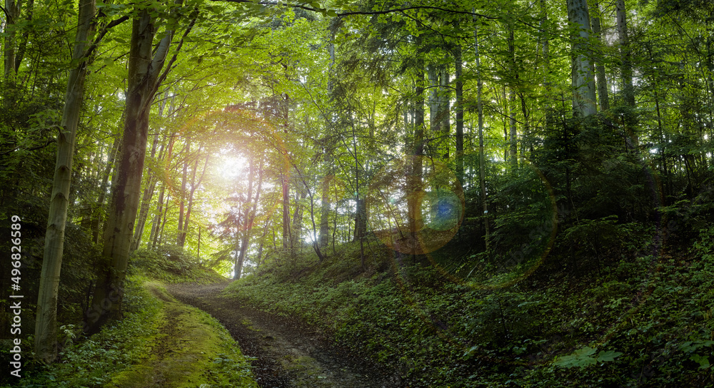 Obraz premium Scenic forest of deciduous trees, with blue sky and the bright sun illuminating the vibrant green foliage, panoramic view