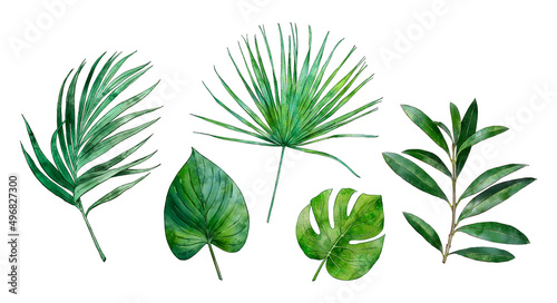 Watercolor green tropical jungle leaves isolated on white background. Green plants. Hand painted watercolor. Botanical hand drawn illustration for wedding invitations  prints. Palm leaf