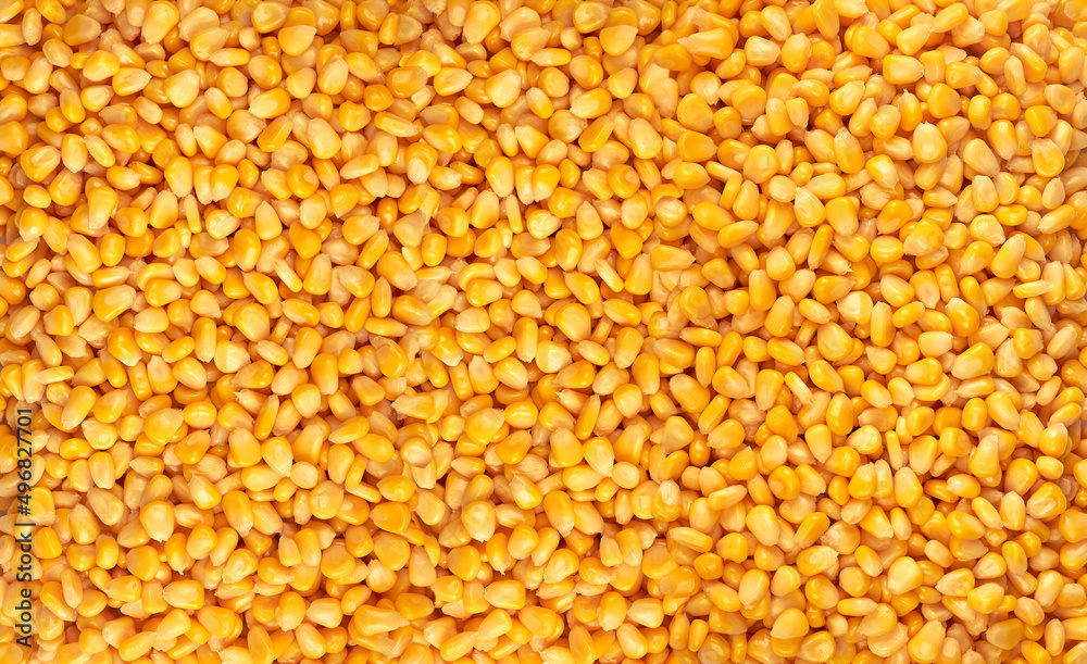 Beautiful background of ripe maize kernels, husked from corn cob Stock ...