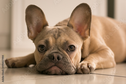 portrait of beautifull young french bulldog 7 months