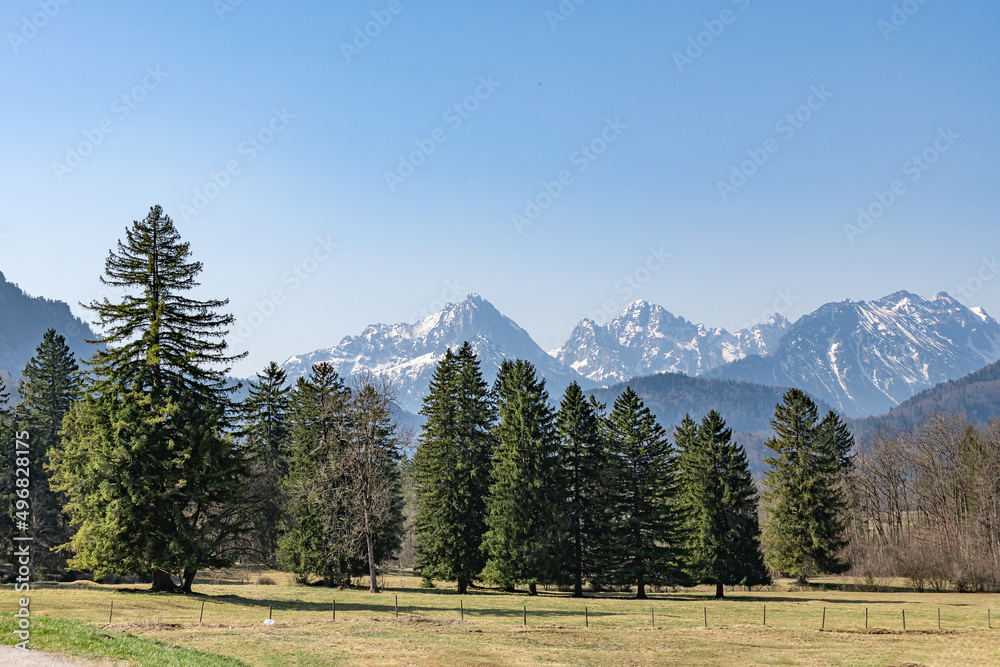 Alpine snowy mountains among green pine trees.