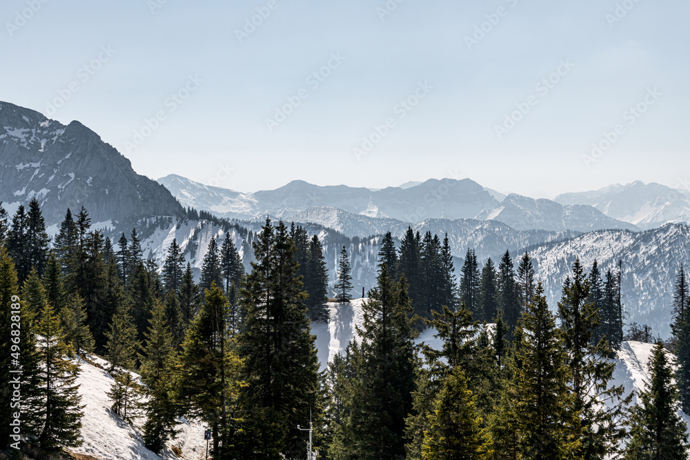 Pine forest among the snowy Alpine mountains.