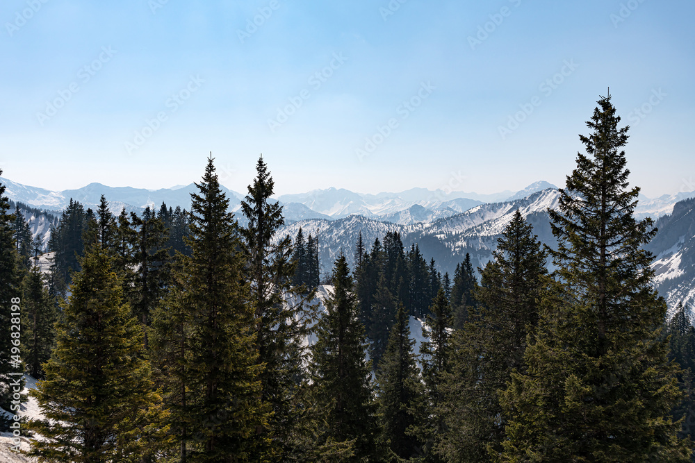 Beautiful and picturesque snowy mountains in the background, pine forest in front.