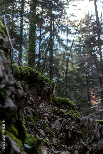 forest in the spring