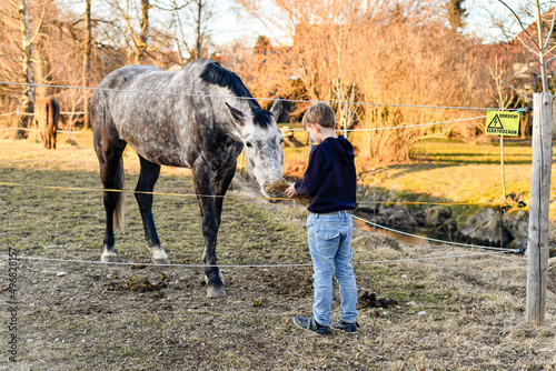 The boy feeds the horses behind the fence.