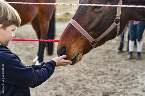 Fototapeta Naklejka Na Ścianę i Meble -  A little boy feeds horses with hay from his hands.