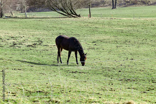The horse grazes on a green meadow and eats grass.