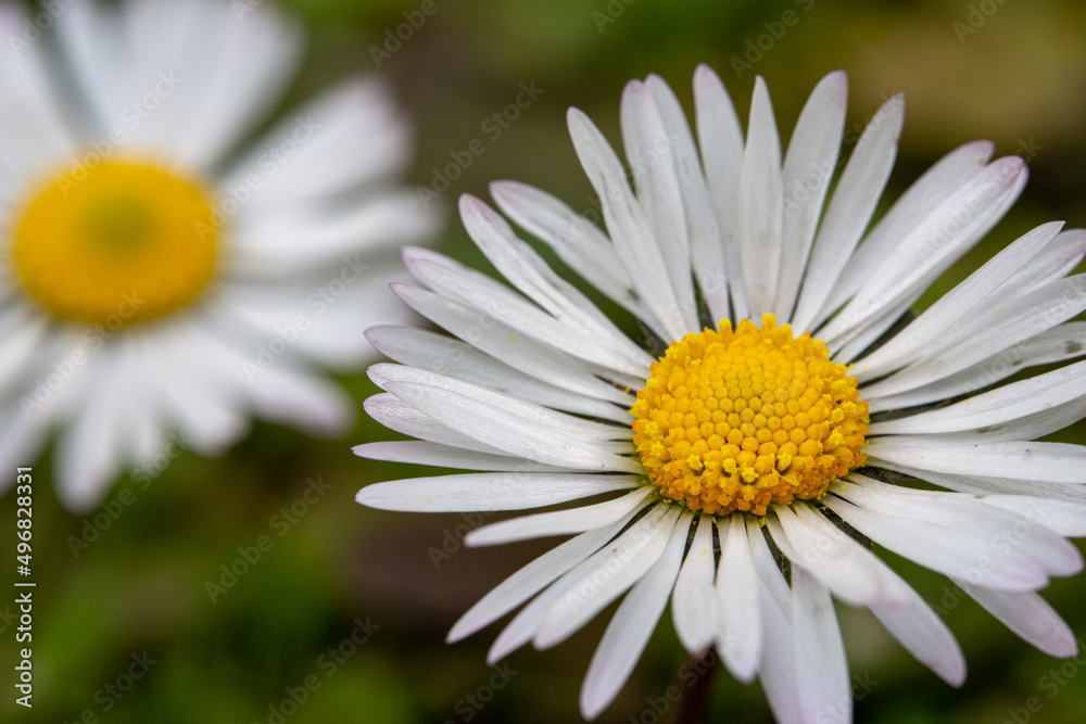 Obraz premium Selective focus wild daisy wallpaper. Spring, flower, daisy concept.